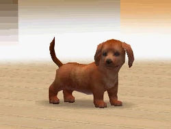 NINTENDOGS  DACHSHUNDS AND FRIENDS